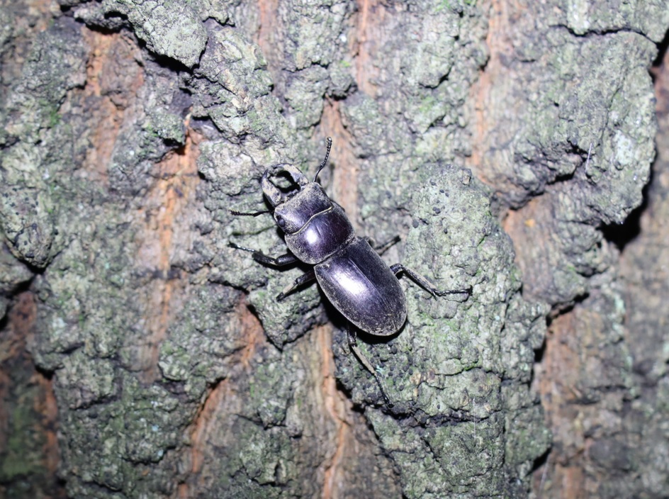 ヒラタクワガタ 樹皮と保護色？-シラカシ横のクヌギ－右横_2023年8月28日20時10分気温28.9度